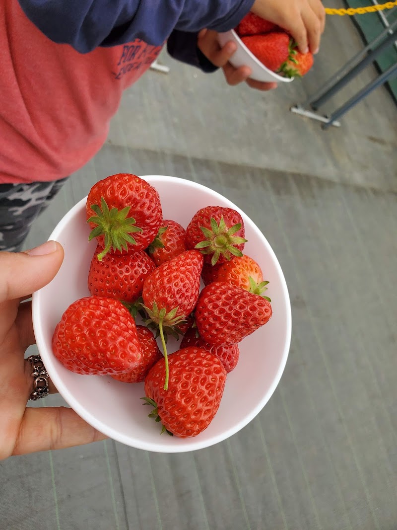 くりみ苺園 静岡県磐田市豊岡 農場 グルコミ