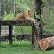 Lion Enclosure