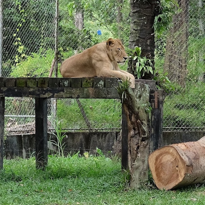 Lion Enclosure