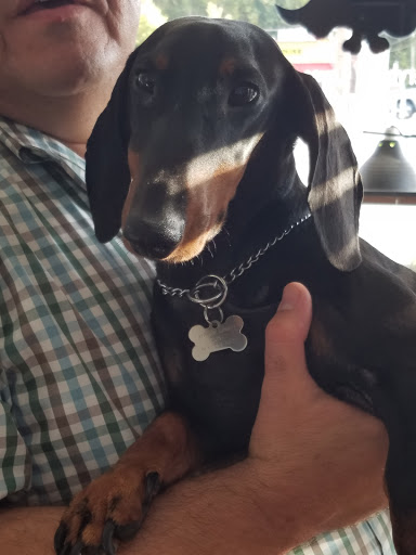 Pet Groomer «Tidy Dog Pet Supply & Salon», reviews and photos, 2612 Lebanon Pike A, Nashville, TN 37214, USA