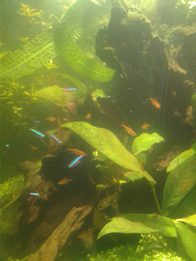 Pet Supply Store «New Wave Aquaria», reviews and photos, 14100 23rd Ave N, Minneapolis, MN 55447, USA