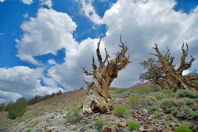 Ancient Bristlecone Pine Forest Visitor Center
