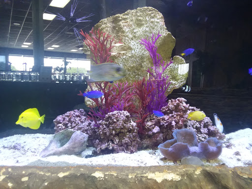 Aquarium «Aquarium World», reviews and photos, 13157 Northwest Fwy, Houston, TX 77040, USA