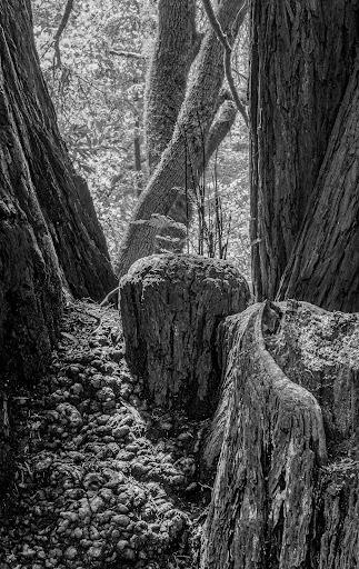 Nature Preserve «LandPaths Grove of Old Trees», reviews and photos, 17599 Fitzpatrick Ln, Occidental, CA 95465, USA