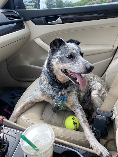 Pet Supply Store «PetSmart», reviews and photos, 1421 Carl D Silver Parkway, Fredericksburg, VA 22401, USA