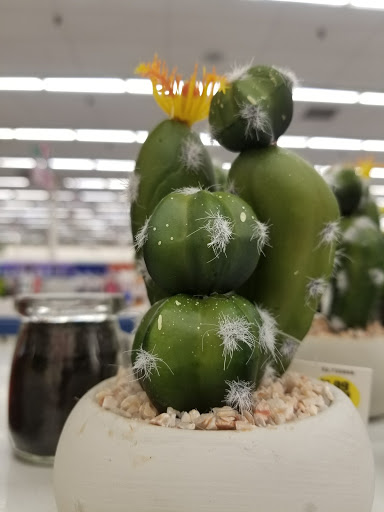 Discount Store «99 Cents Only Stores», reviews and photos, 2012 Long Beach Blvd, Long Beach, CA 90806, USA