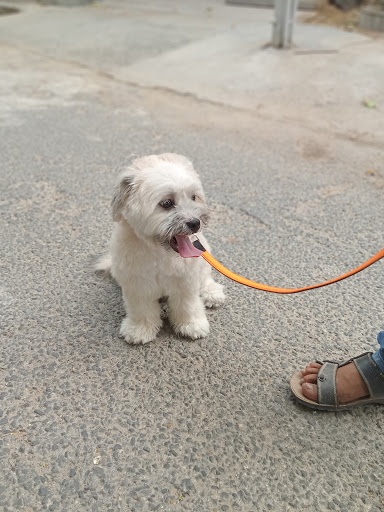Best Dog Trainer Delhi