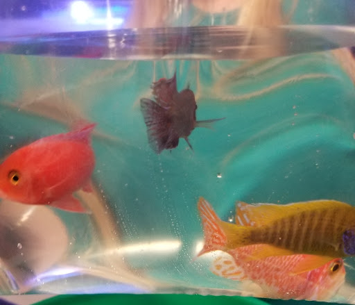 Pet Store «Something Fishy Pets», reviews and photos, 29 Towne Centre Ln, Fox Lake, IL 60020, USA