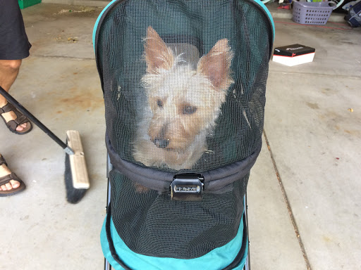 Pet Supply Store «Decadent Dogs», reviews and photos, 206 S River Ave, Holland, MI 49423, USA