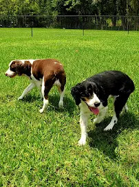 Dog Days Lodge & Daycare - Car repair in Lakeland, FL, Winter Haven - Rated 4.9/5