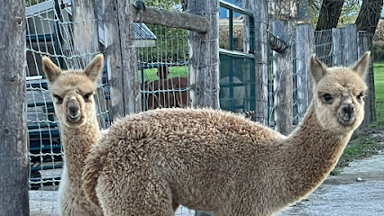 Shillcox Shamrock Lines Alpaca Farm