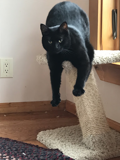 Pet Supply Store «Pet Supplies Plus», reviews and photos, 101 Sutton Ave, Oxford, MA 01540, USA