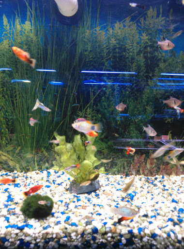 Pet Supply Store «Coral Reef», reviews and photos, 625 W Agency Rd, West Burlington, IA 52655, USA