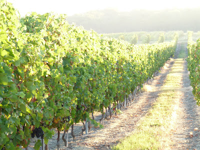 DOMAINE GRAND JEAN /EARL COURALET à Lanne-Soubiran