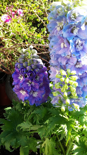 Book Store «Pipe & Thimble Bookstore», reviews and photos, 24830 Narbonne Ave, Lomita, CA 90717, USA