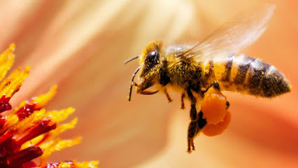 Bee Wilde Bee & Honey Farm