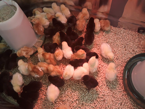 Department Store «Coastal Farm & Ranch», reviews and photos, 1900 McLoughlin Blvd, Oregon City, OR 97045, USA