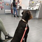 Photo n° 1 de l'avis de Florian.o fait le 29/03/2019 à 14:05 pour Vet Passion à Muille-Villette