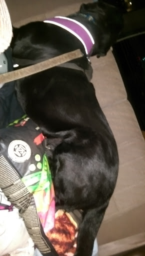 Pet Supply Store «Petco Animal Supplies», reviews and photos, 9311 192nd Ave E, Bonney Lake, WA 98391, USA