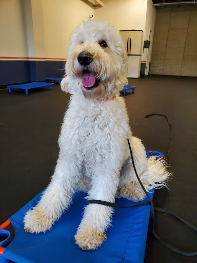 Dog Trainer «Off Leash K9 Training, Charlottesville», reviews and photos, 8782 Seminole Trail, Ruckersville, VA 22968, USA