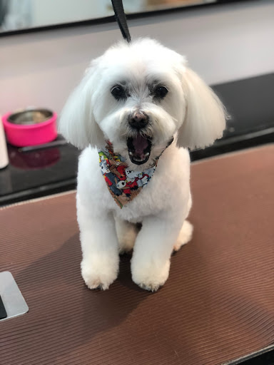 Pet Store «Canine Carousel», reviews and photos, 43135 Broadlands Center Plaza #129, Ashburn, VA 20148, USA