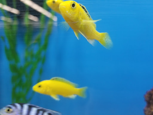 Pet Supply Store «Petco Animal Supplies», reviews and photos, 15475 Annapolis Rd #100, Bowie, MD 20715, USA