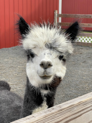 Gift Shop «Hidden Spring Lavender Farm and Gift Shoppe», reviews and photos, 890 Belle Mead-Blawenburg Rd, Skillman, NJ 08558, USA