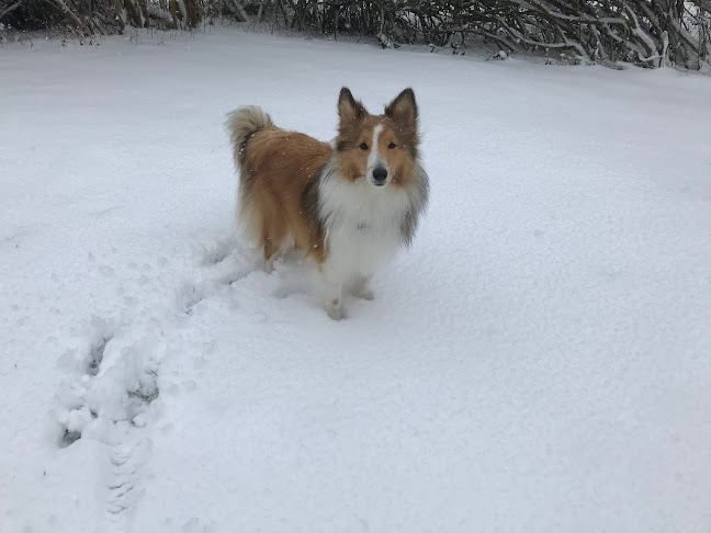 denkompetentehund.dk - Hundetræner