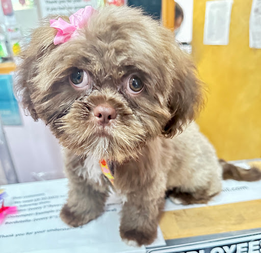 Q Cute Doggie House Inc