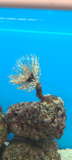 Pet Supply Store «Petco Animal Supplies», reviews and photos, 5994 Montana Ave, El Paso, TX 79925, USA