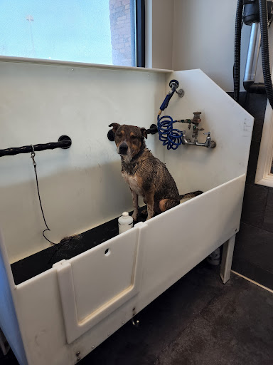 Pet Store «Market Street PET DEPOT», reviews and photos, 2979 S Market St, Gilbert, AZ 85295, USA