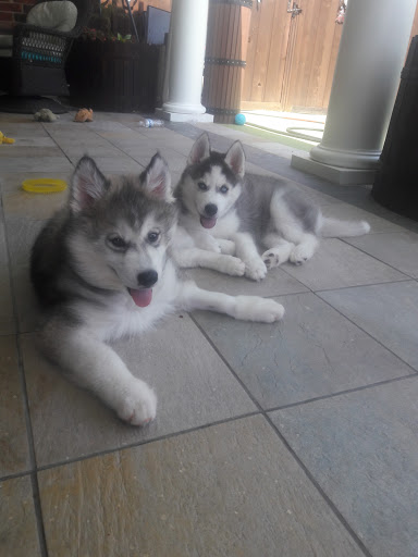 Pet Supply Store «Pet Supplies Plus», reviews and photos, 4100 Legacy Dr Suite 402, Plano, TX 75024, USA