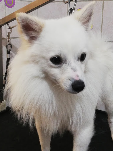 Pensioni per cani e dog hotel a Mici e Amici