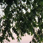 Photo n°3 de l'avis de Serenella.a fait le 09/06/2019 à 19:15 sur le  Ristorante Il Molo à Passignano sul Trasimeno