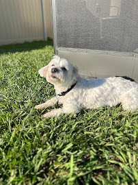 Bellow Pet Care Agency - Photo 3 - Car repair in , Brandon