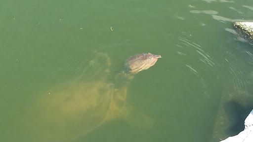 Golf Course «The Tides Golf Club», reviews and photos, 11832 66th Ave N, Seminole, FL 33772, USA