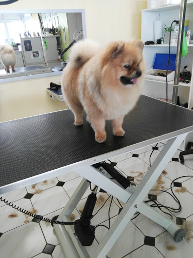 Tina Hundesalon unter Allmendingen, 