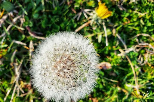 Funeral Home «Laurel Oaks Funeral Home», reviews and photos, 12649 Lake June Rd, Mesquite, TX 75180, USA