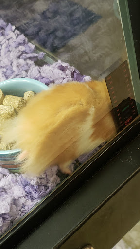 Pet Supply Store «Petco Animal Supplies», reviews and photos, 1507 Rockville Pike, Rockville, MD 20852, USA