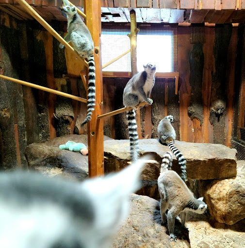 Zoo «Lupa Zoo», reviews and photos, 62 Nash Hill Rd, Ludlow, MA 01056, USA