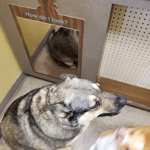 Pet Supply Store «Petco Animal Supplies», reviews and photos, 317 E Trenton Rd, Edinburg, TX 78539, USA