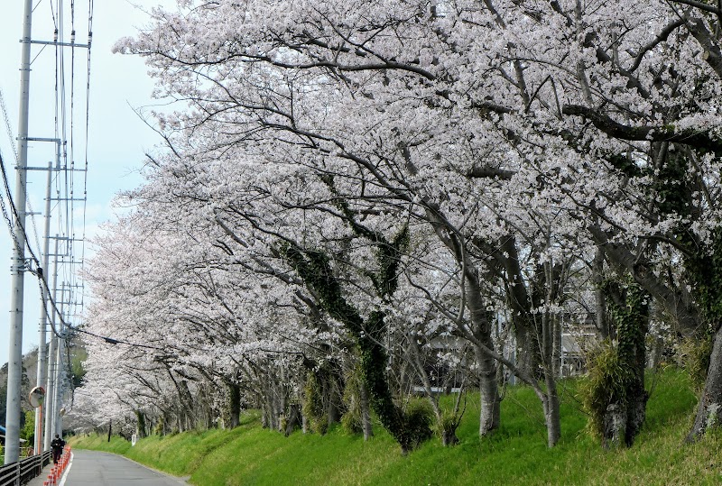 城南堤桜並木