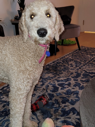 Pet Supply Store «Naturally Healthy Pet», reviews and photos, 1850 Thomasville Rd, Tallahassee, FL 32303, USA