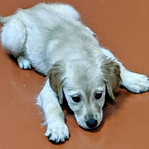 Pet Store «Just Pets», reviews and photos, 2154 E Commons Ave #327, Centennial, CO 80122, USA