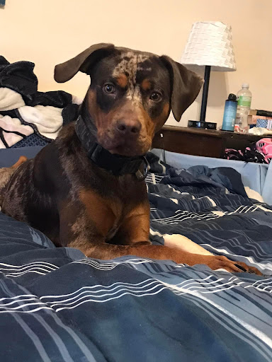 Pet Supply Store «All About Dogs & Cats LLC», reviews and photos, 1429 S Glenstone Ave, Springfield, MO 65804, USA