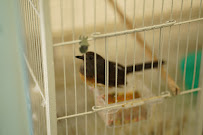 Pets R Us, Pet Grooming & Supplies - Photo 6 - Car repair in Glendale, CA, Los Angeles