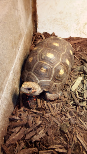 Pet Store «Tye-Dyed Iguana - Reptiles», reviews and photos, 1905 W U.S. 50, Fairview Heights, IL 62208, USA