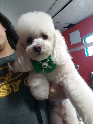 Pet Groomer «Precious Paws Pet Grooming», reviews and photos, 1807 Franklin St, Michigan City, IN 46360, USA