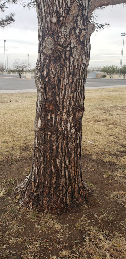 Park «Blackie Chesher Park», reviews and photos, 1100 N Zaragoza Rd, El Paso, TX 79907, USA