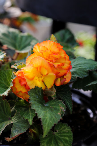 Plant Nursery «Blooming Acres», reviews and photos, 7561 State Rd, Wadsworth, OH 44281, USA